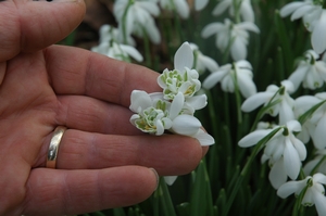 Double English Snowdrop